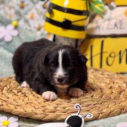 Sox - Black & white male Miniature Australian Shepherd puppy in California from Eagle River Aussies