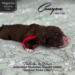 Canyon - Red Collar - male Australian Mountain Doodle puppy in Oxford, Alabama from Magnolia Grove Doodles
