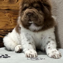 Chinese Shar-Pei Puppies from SNK Shar-Pei