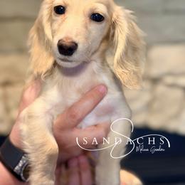 Brody - Cream male Dachshund puppy in Magnolia, Texas from Sandach’s Miniature Dachshunds