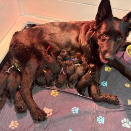 Red - Black and red male German Shepherd puppy in Puyallup, Washington from Majestic Royal German Shepherd’s