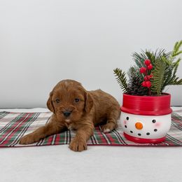Hashbrown - Red male Cavapoo puppy in Beresford, South Dakota from DAKOTA DOOD RANCH