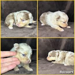 AKC Holly - Chocolate merle female Pomeranian puppy in Saint Ignatius, Montana from Pomeranians Montana
