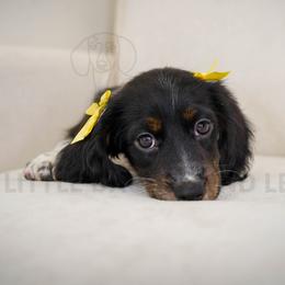 Hostess - Piebald female Dachshund puppy in Temecula, California from Naomi Magee's Dachshund Kennel