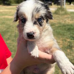 Boy 3 - Blue merle male Border Collie puppy in Shawnee, Oklahoma from Cross K Working Collies - Pure Bred Border Collies