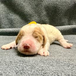 Yellow - Parti female Goldendoodle puppy in Celina, Texas from Kennedy Doodles