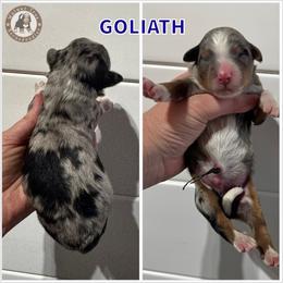 Goliath - Merle male Bernedoodle puppy in Banner Elk, North Carolina from Walnut Tree Bernedoodles