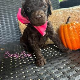 Guardian Home Opportunity 550 - Brown female Poodle puppy in Conway, Arkansas from Arkansas River Poodles