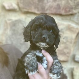 Tesla - Black and tan female Cockapoo puppy in Clinton, Tennessee from High Hopes Hounds
