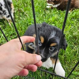 Violet - Black tri female Miniature Australian Shepherd puppy in Sw, Wisconsin from Driftless Australian Shepherds