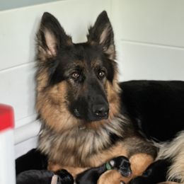 Navy - German Shepherd