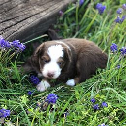 Miniature Australian Shepherd Puppies from Stonewall Aussies