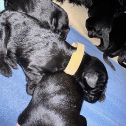 Light Orange Collar - Black male Giant Schnauzer puppy in La Pine, Oregon from Oregon Giant Schnauzers LLC