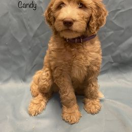 Goldendoodle Puppies from Main Street Goldendoodles