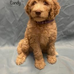 Goldendoodle Puppies from Main Street Goldendoodles