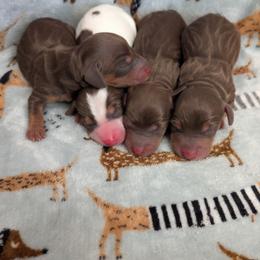 Dachshund Puppies from Ferrario Dachshunds