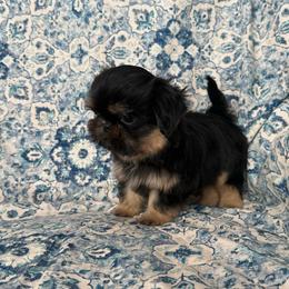 Rex - Black and tan male Shih Tzu puppy in Shawnee, Oklahoma from Black Velvet Shih Tzu