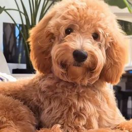 Goldendoodles and Poodles from Echo Lake Poodles