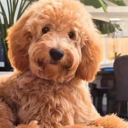 Goldendoodles and Poodles from Echo Lake Poodles