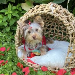 Latte - Yorkshire Terrier