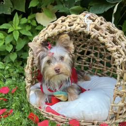Latte - Yorkshire Terrier