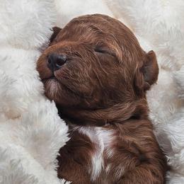 Onyx - Red male Cavapoo puppy in Glendale, Arizona from Cool Cavapoos