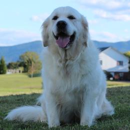 Stasia - Golden Retriever