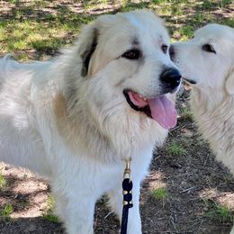 German Shepherds and Great Pyrenees from Whispering Heights Ranch