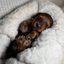 Teddy - Sable male Dachshund puppy in Phoenix, Arizona from Lengthydog.co