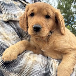 Boy 2 - Dark golden male Golden Retriever puppy in Mesick, Michigan from Wright Up North