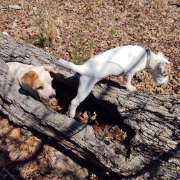 "Murphy and Yodi hunting" Jack Russell Terrier Puppies from Marvel Lane Jack Russell Terriers