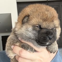 Shiba Inu from Tokubetsuna Shibas