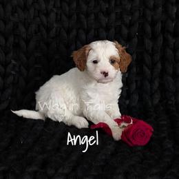 Angel - White female Cavapoo puppy in Amboy, Indiana from Wag'in Tails