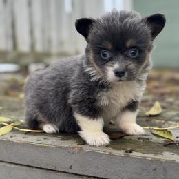 Dior (fluffy) - Blue female Pembroke Welsh Corgi puppy in East Oakdale, California from Rhettro Kennels