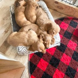 Dachshund Puppies from Rich point