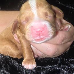 Brody - Red male Cocker Spaniel puppy in Florence, South Carolina from Reddick's American Cocker Spaniels