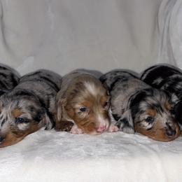 Dachshund puppies from Tabs Teenie Weenies 🌭