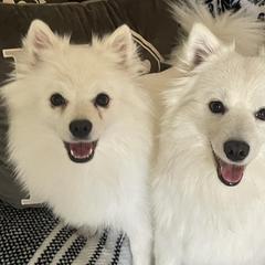 American Eskimo Dogs from Sno Marvel American Eskimos