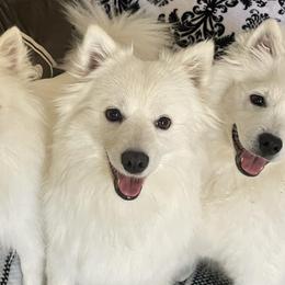 American Eskimo Dogs from Sno Marvel American Eskimos