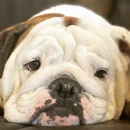 Bulldogs from BigPetLittlePet