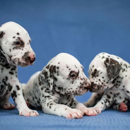 Dalmatian Puppies from CountrySide Dalmatians