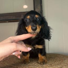 Gooseberry - Black and tan female Dachshund puppy in Ava, Missouri from Beaver Creek Kennels