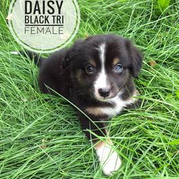 Daisy - Black tri female Miniature Australian Shepherd puppy in Kettle Falls, Washington from Ellie's Miniature Australian Shepherds