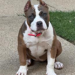 Mochi - Fawn female American Bully puppy in Dallas, Texas from Manuia Kennels