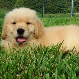 Golden Retriever Puppies from Firefly Cottage Golden Retrievers