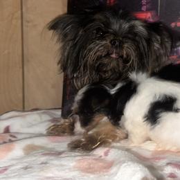 Bingo - Yorkshire Terrier