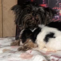 Bingo - Yorkshire Terrier
