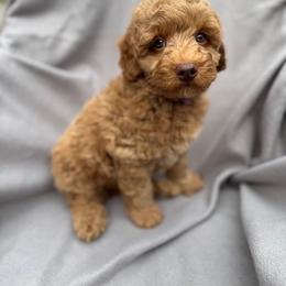 American - Apricot male Goldendoodle puppy in Rush, New York from Care Bear Puppies