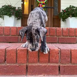 Great Dane Puppies from Sand Mountain Danes LLC