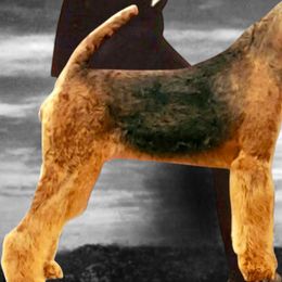 BIBI - Airedale Terrier